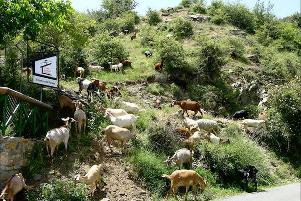 Telecabina Catifas Guejar Sierra
